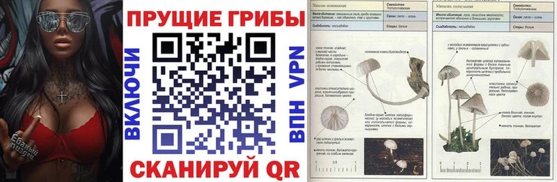 купить наркотик Знаменск Псилоцибиновые грибы Cubensis